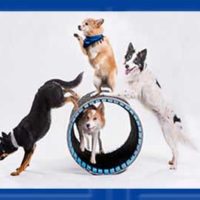 Mutts Gone Nuts family show